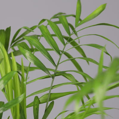 Bergpalme mit Übertopf Vibes gelb, Topf-Ø 12 cm, Höhe ca. 30 cm, 2er-Set