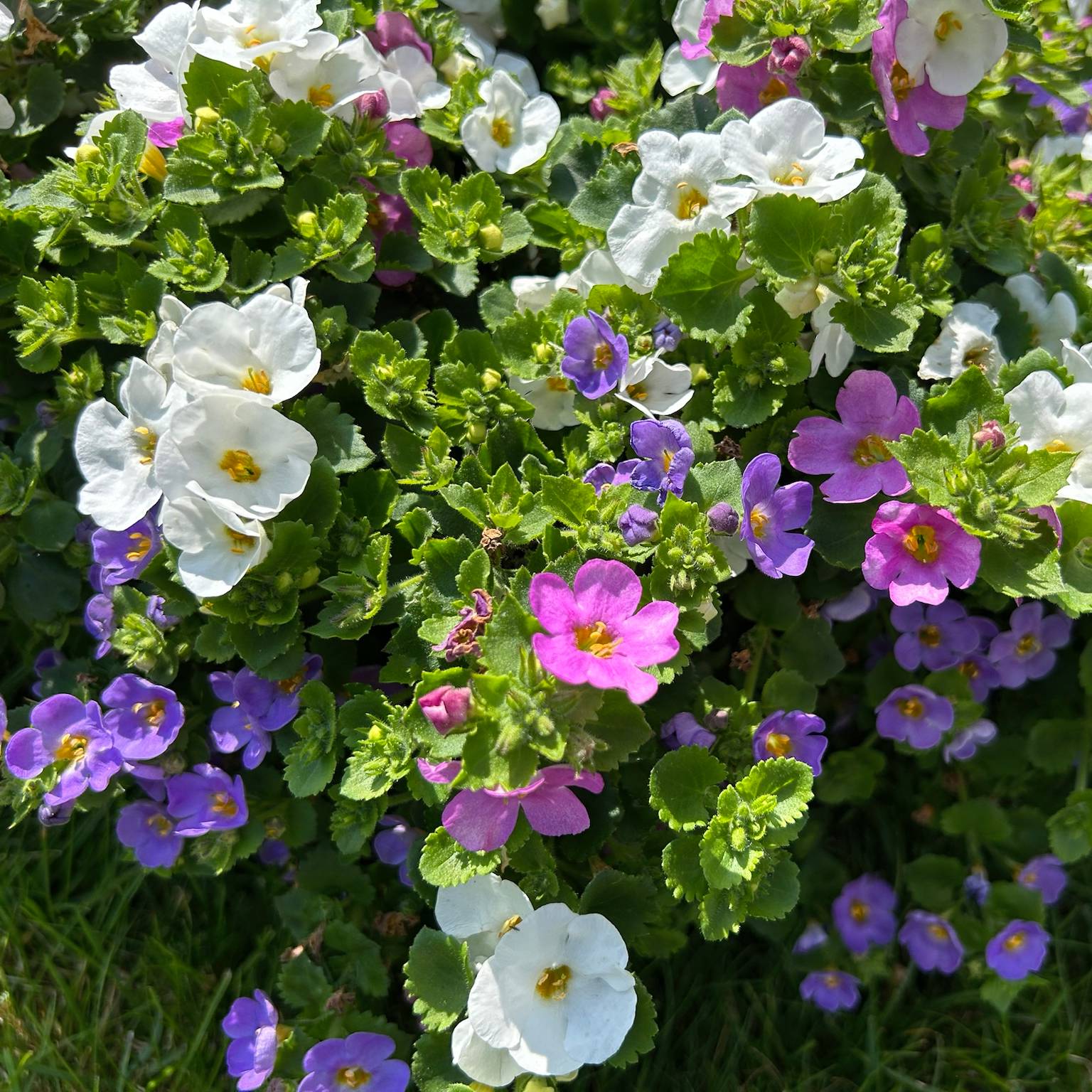 Schneeflockenblume Trio, rosa-weiß-blau, Topf 12 cm Ø, 6 Pflanzen Schneeflockenblume Trio, rosa-weiß-blau, Topf 12 cm Ø, 6 Pflanzen
