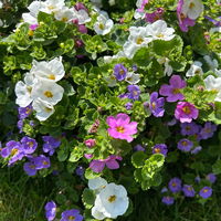 Schneeflockenblume Trio, rosa-weiß-blau, Topf 12 cm Ø, 6 Pflanzen Schneeflockenblume Trio, rosa-weiß-blau, Topf 12 cm Ø, 6 Pflanzen