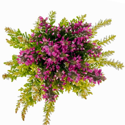 Knospenheide 'Colour Crown®', Farben zufällig, Topf-Ø 6 cm, 12 Pflanzen Knospenheide 'Colour Crown®', Farben zufällig, Topf-Ø 6 cm, 12 Pflanzen