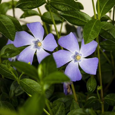 Grabbepflanzung Frühling bunt, 12 Pflanzen Grabbepflanzung Frühling bunt, 12 Pflanzen