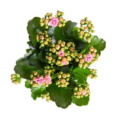 Kalanchoe 'Calandiva'®, rosa-weiß, Topf-Ø 12 cm, Höhe ca. 27,5 cm, 6er-Set