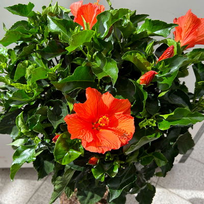 Hibiskus, orange, Stamm, Topf-Ø 17 cm, Höhe ca. 70 cm Hibiskus, orange, Stamm, Topf-Ø 17 cm, Höhe ca. 70 cm