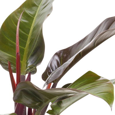Philodendron 'Imperial Red', Topf-Ø 24 cm, Höhe ca. 70 cm Philodendron 'Imperial Red', Topf-Ø 24 cm, Höhe ca. 70 cm