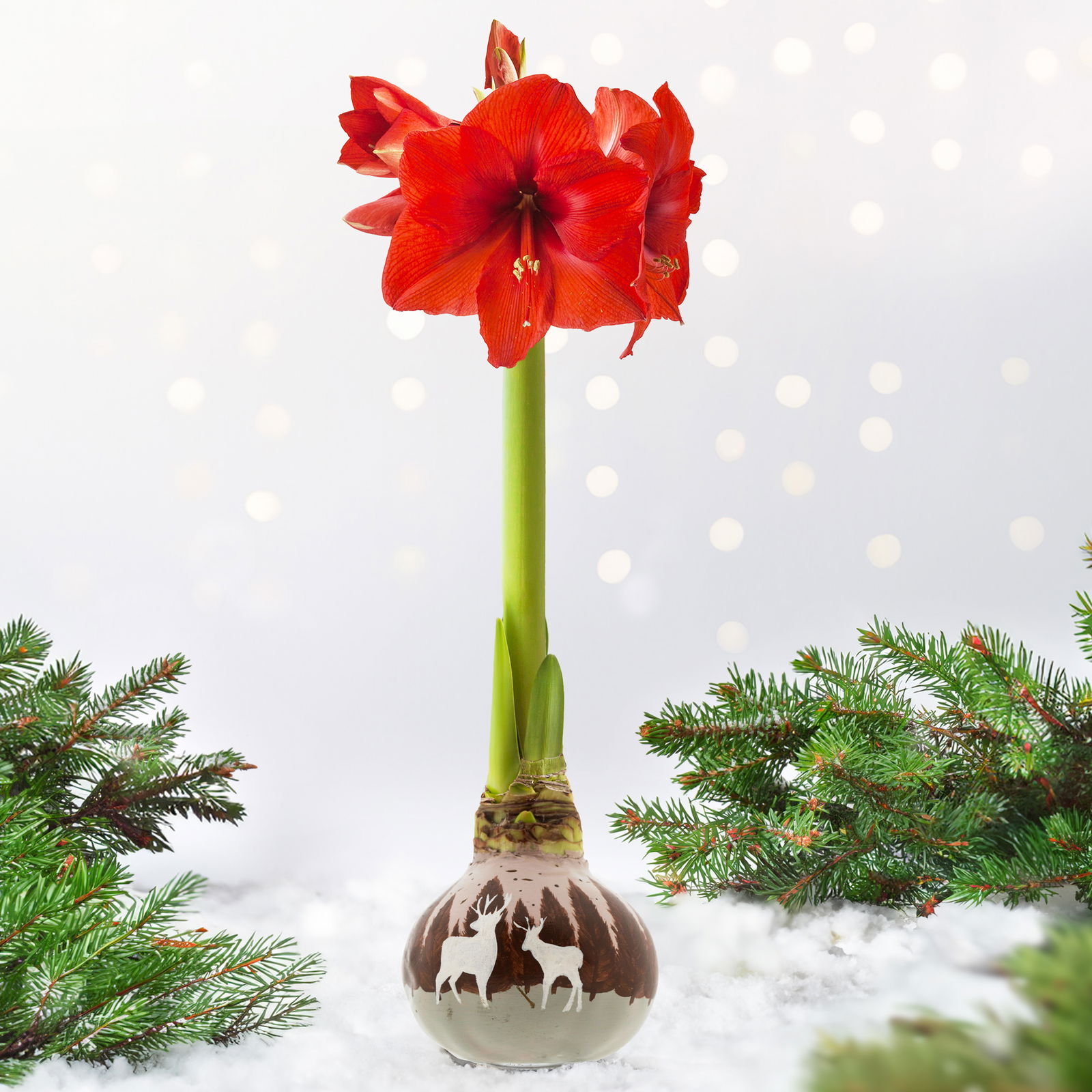 Amaryllis in Wachs, Dekor 'Forest & Nikolaus', handbemalt, Blüte rot