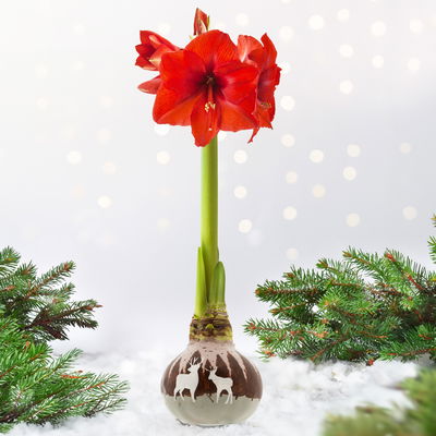 Amaryllis in Wachs, Dekor 'Forest & Nikolaus', handbemalt, Blüte rot Amaryllis in Wachs, Dekor 'Forest & Nikolaus', handbemalt, Blüte rot