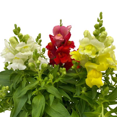 Löwenmäulchen 'Trio' bunt, Topf-Ø 13 cm, 6 Stück