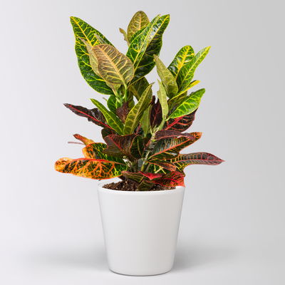 Wunderstrauch 'Excellent', inkl. Keramiktopf Dallas weiß, Topf -Ø 17 cm