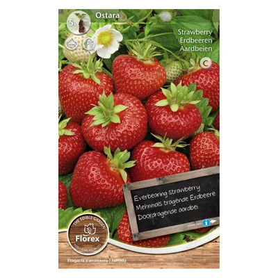 Erdbeeren Ostara zum Selberpflanzen, 5 Stück Erdbeeren Ostara zum Selberpflanzen, 5 Stück