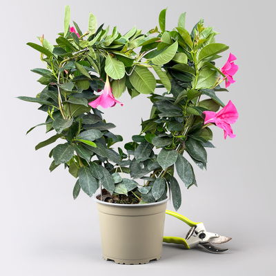 Dipladenie, rosa, Herzform, Topf-Ø 17 cm, Höhe ca. 55 cm