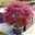 Japanischer Zwergahorn 'Peve Dave', rotlaubig, Höhe 80 - 100 cm, Topf 10 Liter