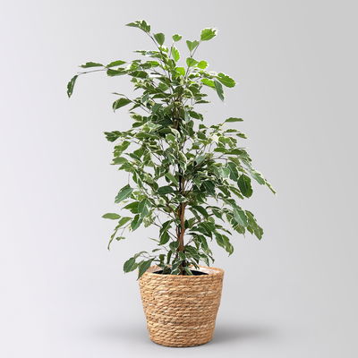 Birkenfeige 'Twilight' in Korb Osaka, Topf-Ø 17 cm, Höhe ca. 70 cm Birkenfeige 'Twilight' in Korb Osaka, Topf-Ø 17 cm, Höhe ca. 70 cm