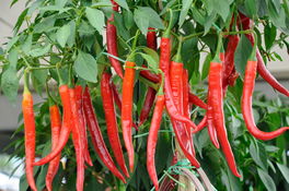 Peperoni Peperoni