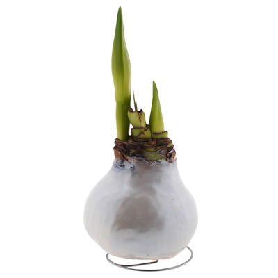 Amaryllis in Wachs XL, Dekor 'Superior Pearl', Blüte rot