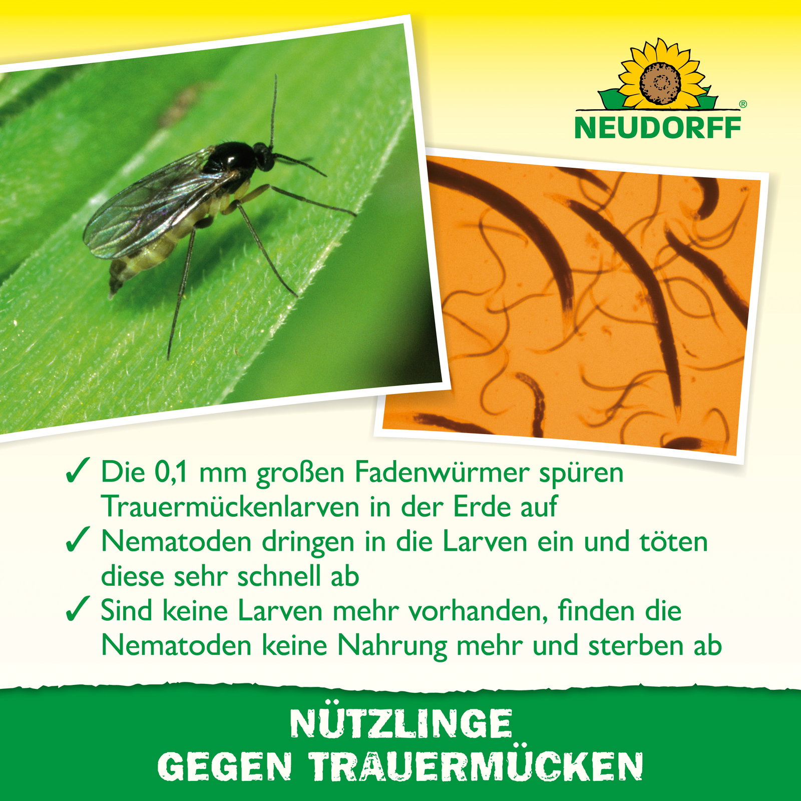 Neudorff Bestell-Set Nützlinge gegen Trauermücken, 5 Mio Stück Neudorff Bestell-Set Nützlinge gegen Trauermücken, 5 Mio Stück