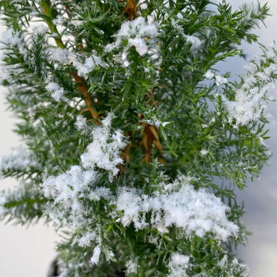 Kegelzypresse 'Top Point', weiß beschneit, Topf-Ø 9 cm, 6 Pflanzen