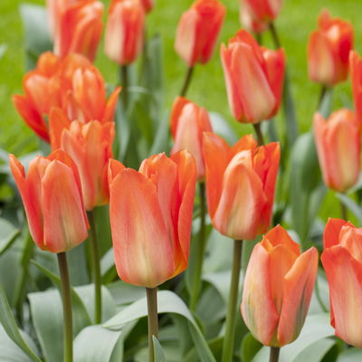 Pflanzenkreation Frühlingskick, 12 Pflanzen inkl. Erde