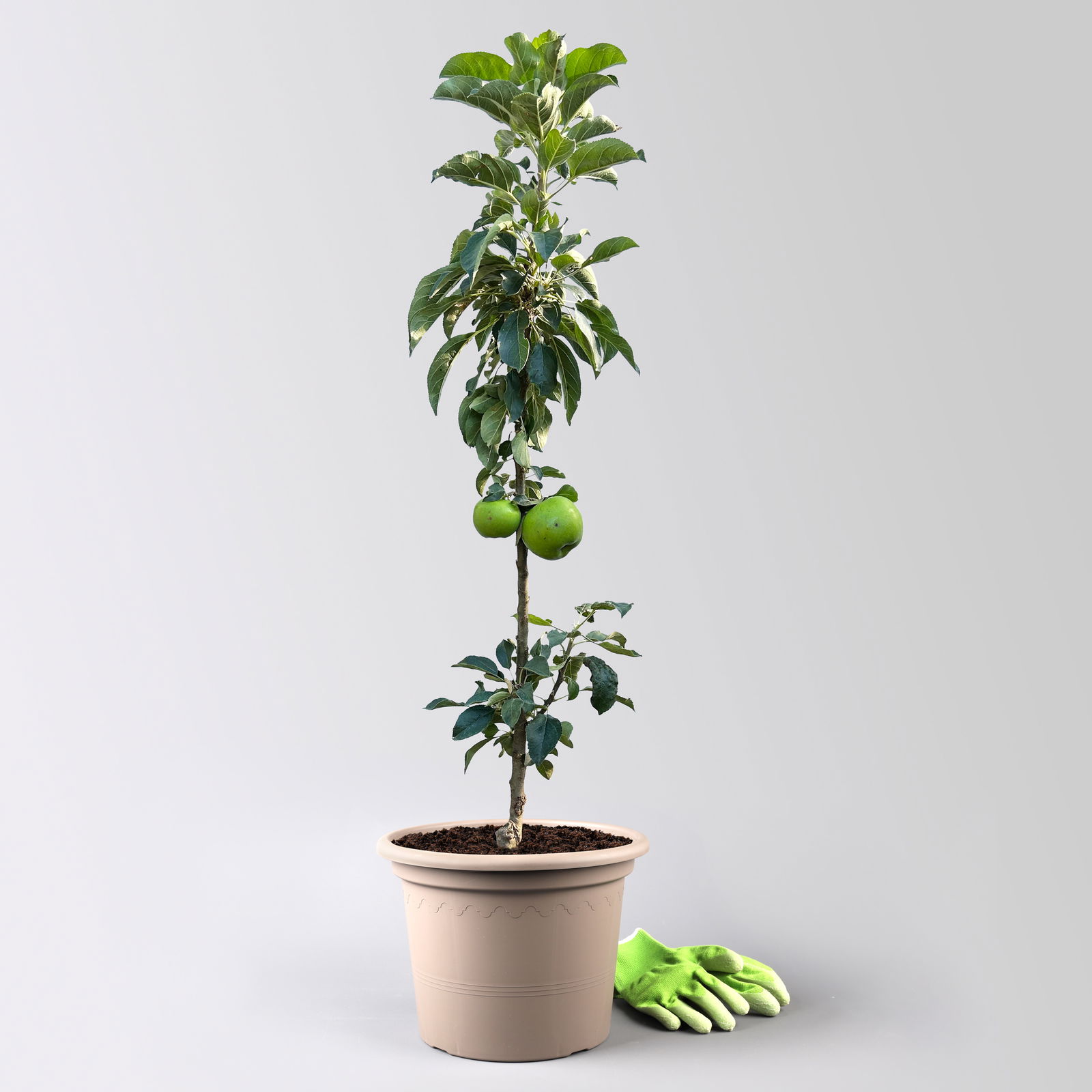 Kölle Bio Säulenapfel 'Greencatsⓢ', Unterlage MM 111, Topf 10 Liter