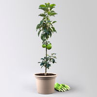 Kölle Bio Säulenapfel 'Greencatsⓢ', Unterlage MM 111, Topf 10 Liter
