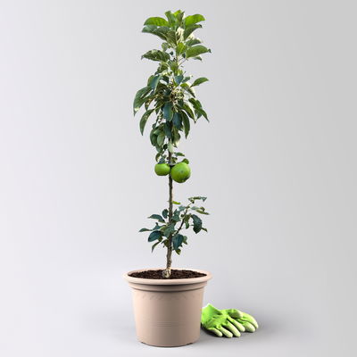 Kölle Bio Säulenapfel 'Greencatsⓢ', Unterlage MM 111, Topf 10 Liter Kölle Bio Säulenapfel 'Greencatsⓢ', Unterlage MM 111, Topf 10 Liter