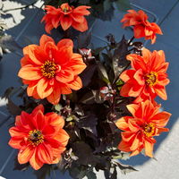 Dahlie 'Gardenetta® Orange' orange, Topf- Ø 21 cm