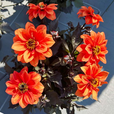 Dahlie 'Gardenetta® Orange' orange, Topf- Ø 21 cm Dahlie 'Gardenetta® Orange' orange, Topf- Ø 21 cm