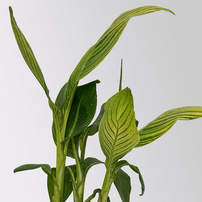 Canna 'Pretoria', Blätter gestreift, Topf-Ø 17 cm, 2 Pflanzen