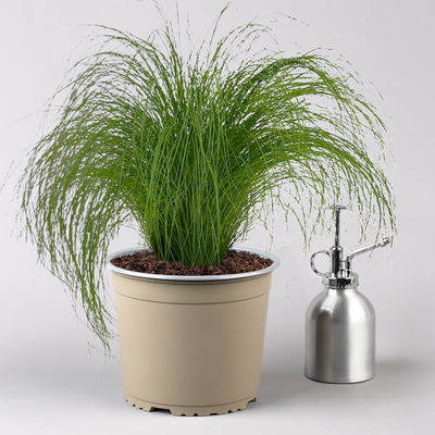 Federgras 'Pony Tails', Topf-Ø 17 cm 2er-Set Federgras 'Pony Tails', Topf-Ø 17 cm 2er-Set