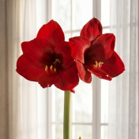 Amaryllis in Wachs XL, Dekor 'Basic Red', Blüte dunkelrot, 2 Pflanzen Amaryllis in Wachs XL, Dekor 'Basic Red', Blüte dunkelrot, 2 Pflanzen