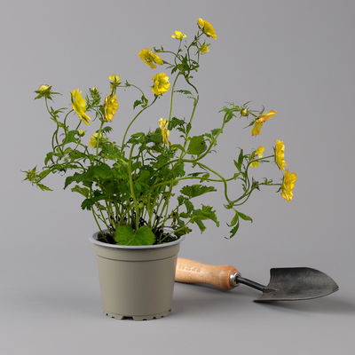 Bio Nelkenwurz 'Nonna', gelborange halbgefüllt, Topf-Ø 12 cm, 3 Pflanzen Bio Nelkenwurz 'Nonna', gelborange halbgefüllt, Topf-Ø 12 cm, 3 Pflanzen