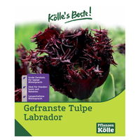 Gefranste Tulpe Labrador dunkelrot, 7 Blumenzwiebeln