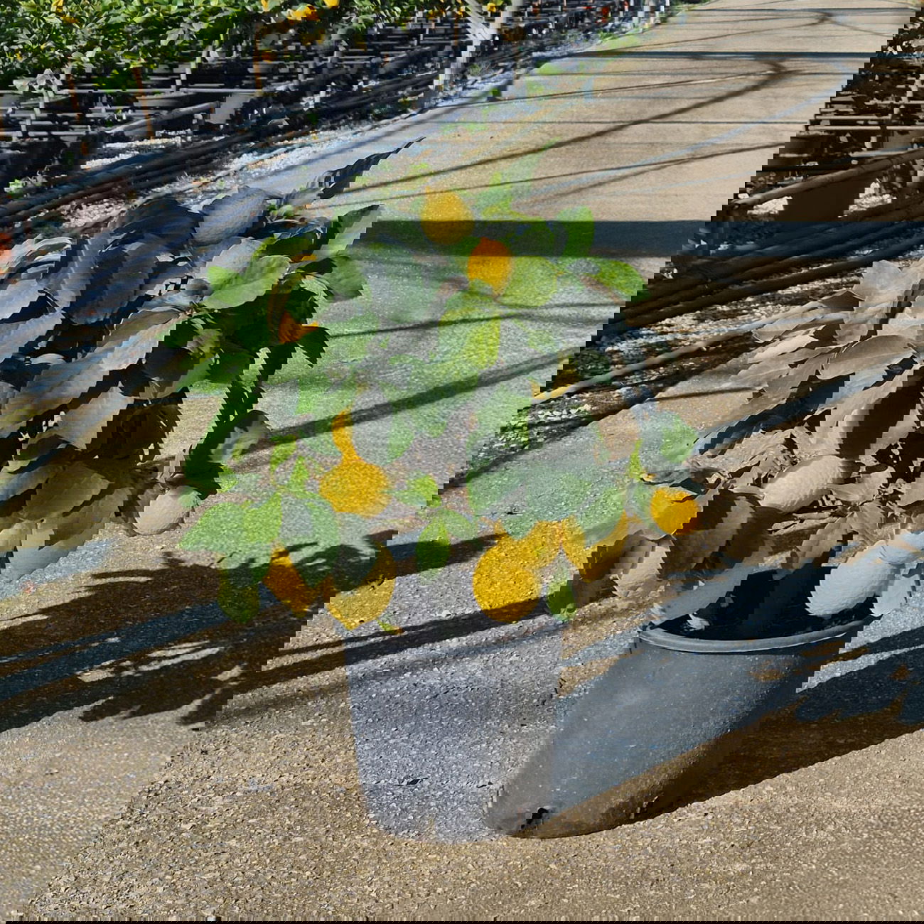 Zitronenbaum, kurzer Stamm, Topf-Ø 20 cm, 1 Pflanze Zitronenbaum, kurzer Stamm, Topf-Ø 20 cm, 1 Pflanze