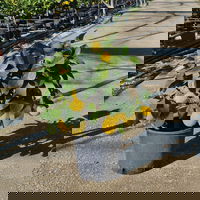 Zitronenbaum, kurzer Stamm, Topf-Ø 20 cm, 1 Pflanze Zitronenbaum, kurzer Stamm, Topf-Ø 20 cm, 1 Pflanze