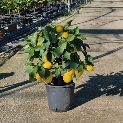Zitronenbaum, kurzer Stamm, Topf-Ø 20 cm, 1 Pflanze Zitronenbaum, kurzer Stamm, Topf-Ø 20 cm, 1 Pflanze