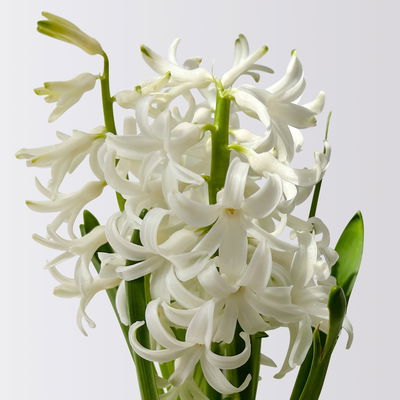 Hyazinthe weiß, vorgetrieben, Topf-Ø 9 cm, 9 Pflanzen