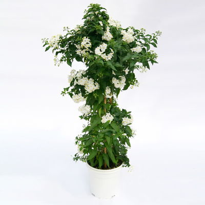 Sommerjasmin, Pyramide, weiß, Topf 14 cm Ø, Höhe ca. 60 cm