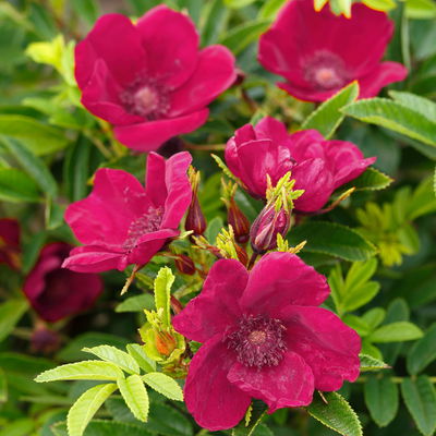 Kleinstrauchrose 'Strandperle® Norderney', purpur, Topf 5 Liter Kleinstrauchrose 'Strandperle® Norderney', purpur, Topf 5 Liter