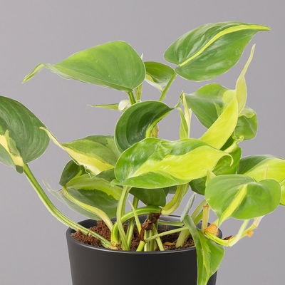 Philodendron 'Brasil' in Keramiktopf Dallas anthrazit, Topf-Ø 12cm, 3er-Set Philodendron 'Brasil' in Keramiktopf Dallas anthrazit, Topf-Ø 12cm, 3er-Set