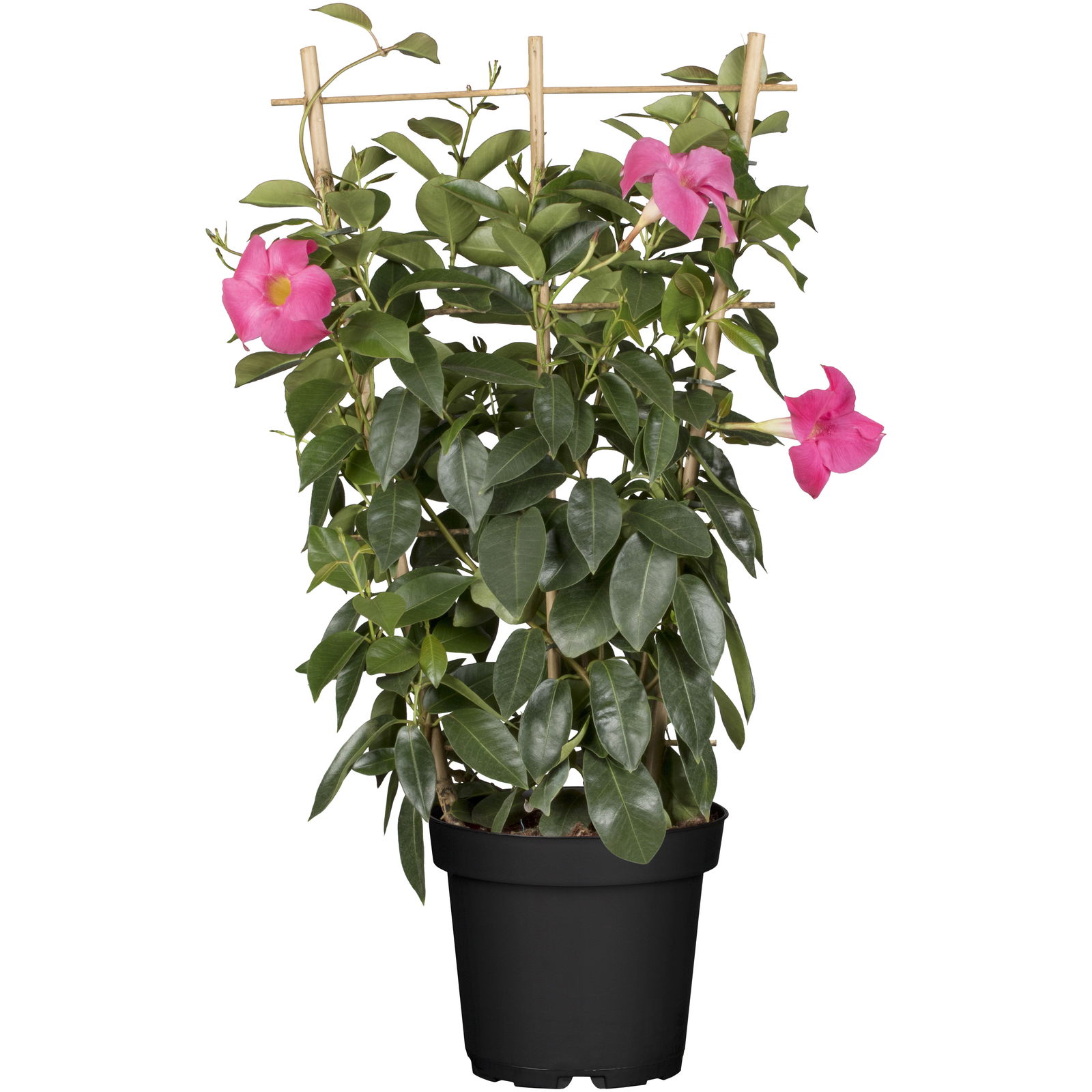 Dipladenie rosa, Spalier, Topf-Ø 14 cm, Höhe ca. 45 cm
