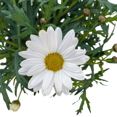 Margerite, weiß, Topf-Ø 12 cm, 6 Pflanzen