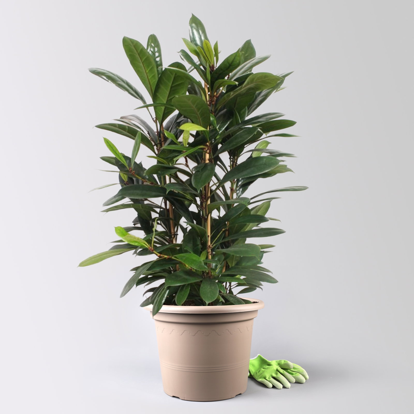 Ficus cyathistipula, Tuff, Topf-Ø 34 cm, Höhe ca. 120 cm