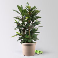 Ficus cyathistipula, Tuff, Topf-Ø 34 cm, Höhe ca. 120 cm