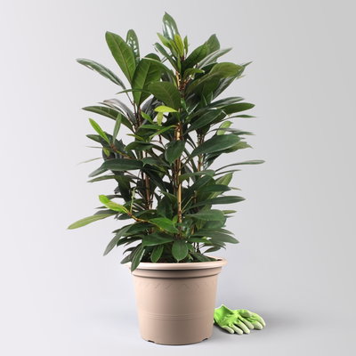 Ficus cyathistipula, Tuff, Topf-Ø 34 cm, Höhe ca. 120 cm