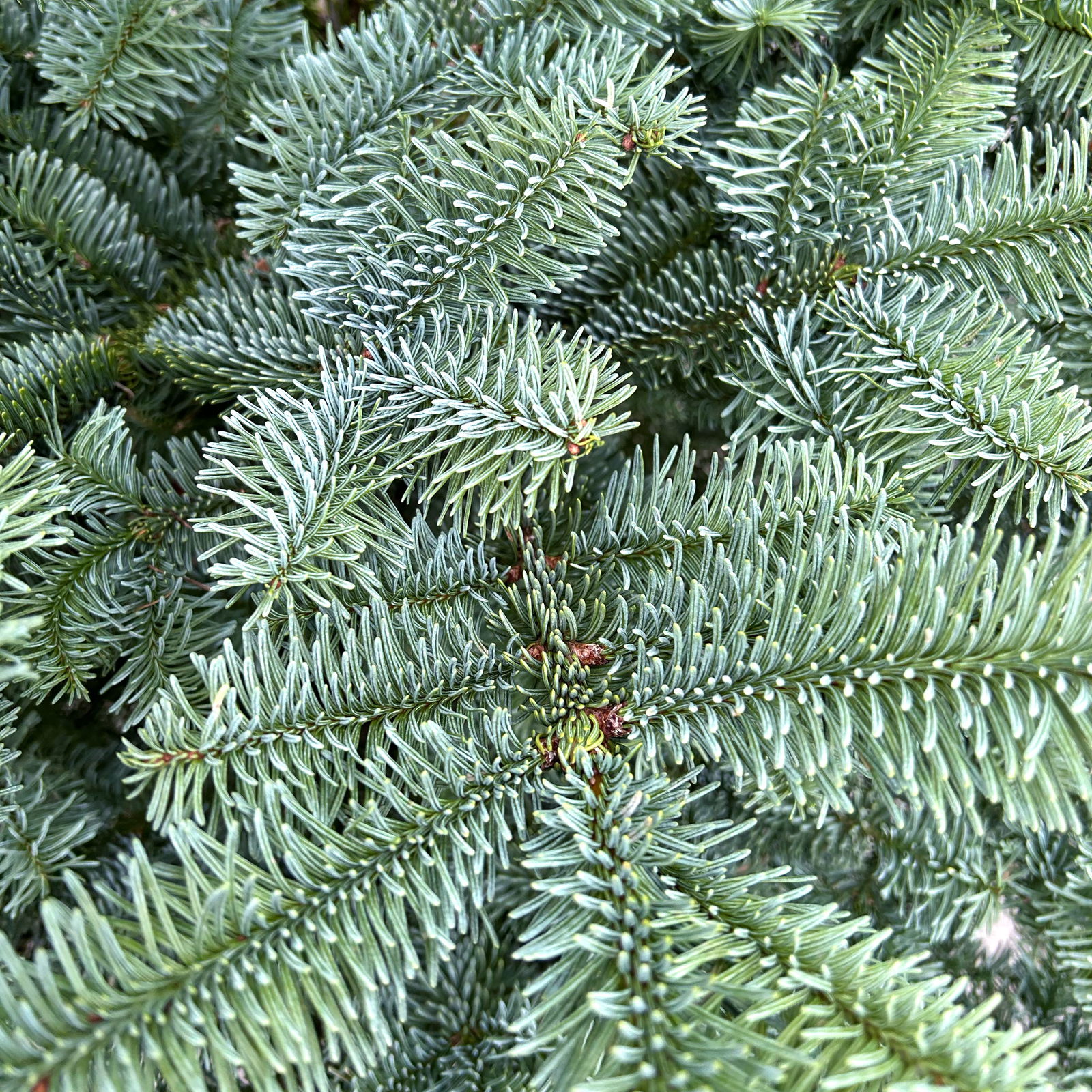 Nobilistanne, Abies procera, Höhe 100-125 cm, geschlagen Nobilistanne, Abies procera, Höhe 100-125 cm, geschlagen