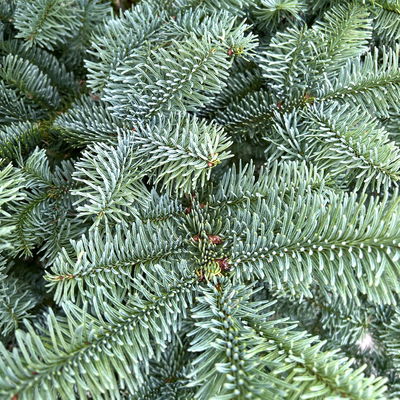 Nobilistanne, Abies procera, Höhe 100-125 cm, geschlagen Nobilistanne, Abies procera, Höhe 100-125 cm, geschlagen