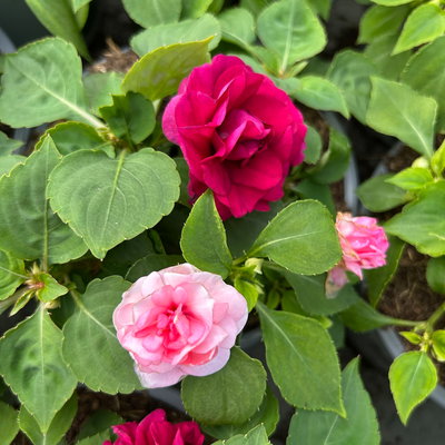 Fleißiges Lieschen-Duo, burgunder-pink, gefüllt, Topf -Ø 12 cm, 4 Pflanzen