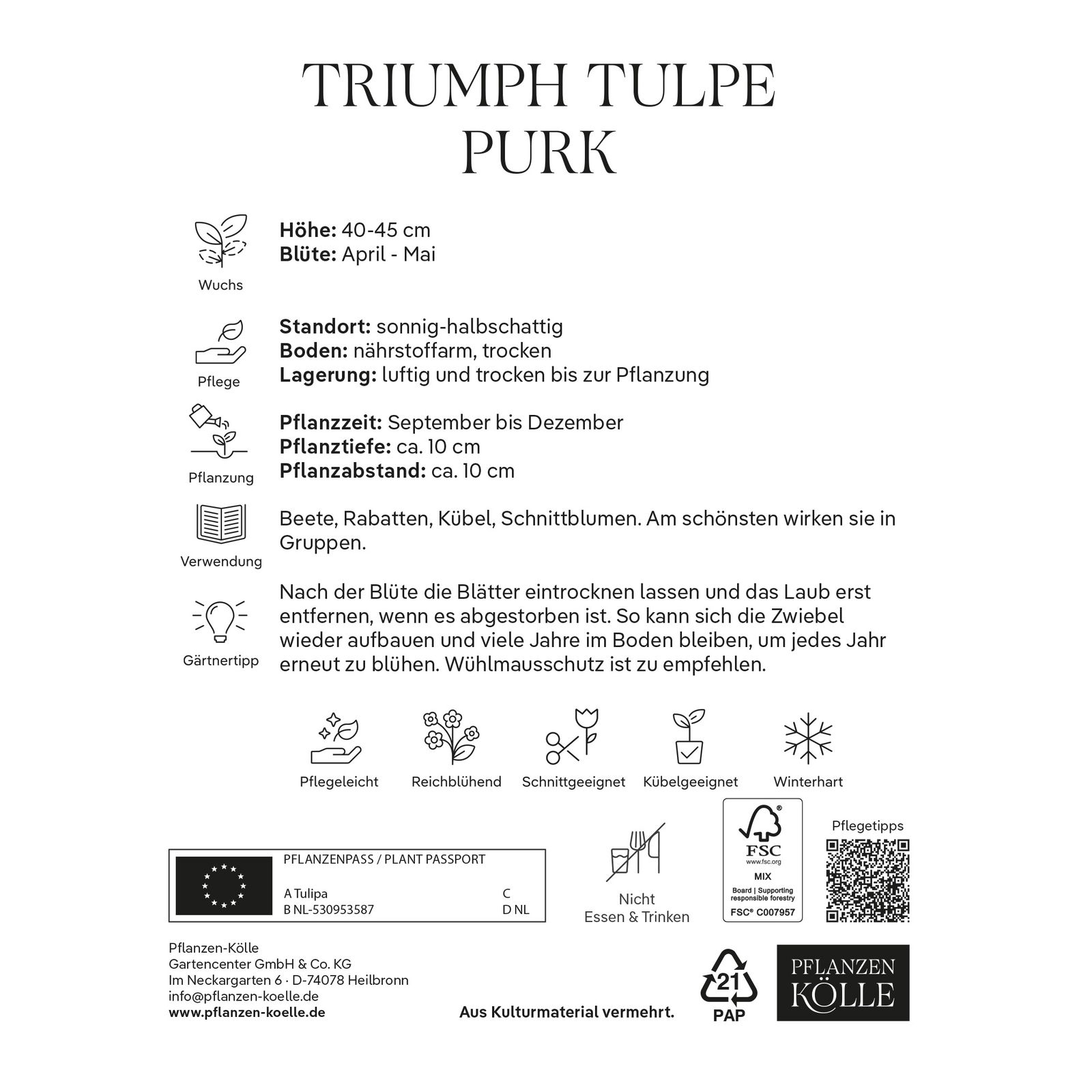 Triumph Tulpen 'Purk', pinkfarben, 7 Blumenzwiebeln Triumph Tulpen 'Purk', pinkfarben, 7 Blumenzwiebeln