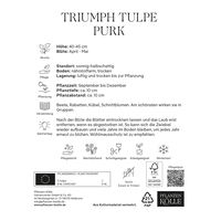 Triumph Tulpen 'Purk', pinkfarben, 7 Blumenzwiebeln Triumph Tulpen 'Purk', pinkfarben, 7 Blumenzwiebeln