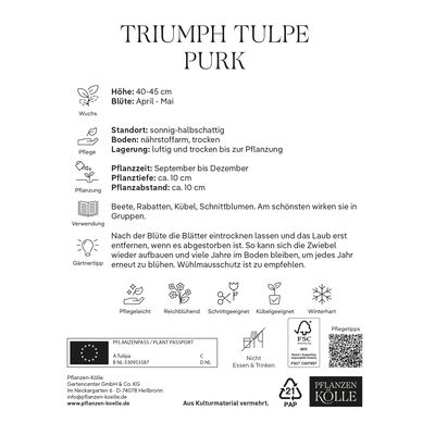 Triumph Tulpen 'Purk', pinkfarben, 7 Blumenzwiebeln Triumph Tulpen 'Purk', pinkfarben, 7 Blumenzwiebeln