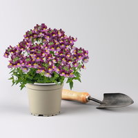 Nemesie, lila-flieder, Topf-Ø 12 cm, 6 Pflanzen Nemesie, lila-flieder, Topf-Ø 12 cm, 6 Pflanzen